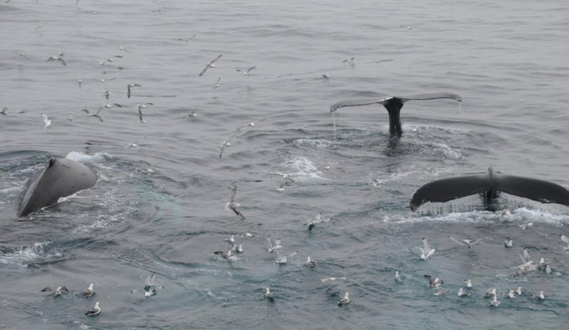 Humpback whales hunt east of Jan Mayen, (c) Leif Nøttestad / Havforskningsinstituttet