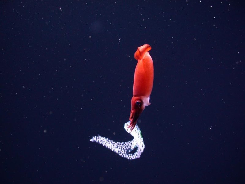 Eggs of Bathyteuthis-berryi (c) Monterey Bay Aquarium Research Institute