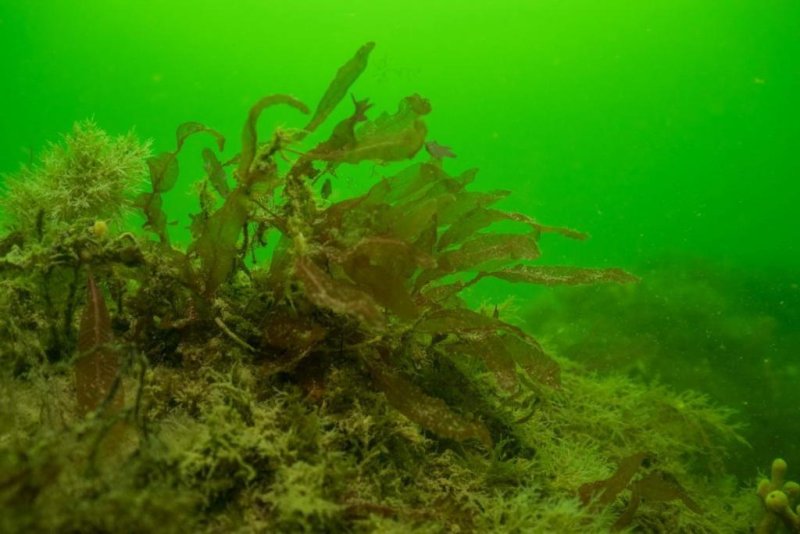 Reefs in the Fehmarn Belt, (c) NABU / Submaris