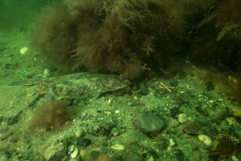 Reefs in the Fehmarn Belt, (c) NABU / Submaris