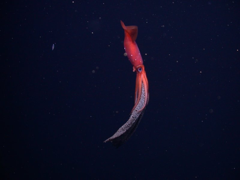 Eggs and spermatophores of gonatus (c) Monterey Bay Aquarium Research Institute