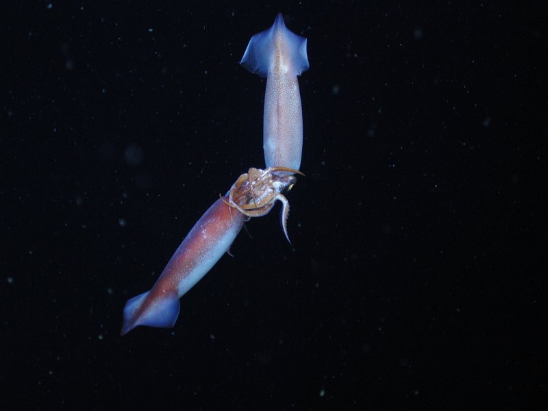 Mating of gonatus (c) Monterey Bay Aquarium Research Institute