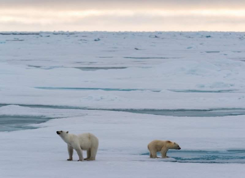 A family of polar bears on the sea ice near Svalbard, Photo: © Andreas Wolden / Institue of Marine Research