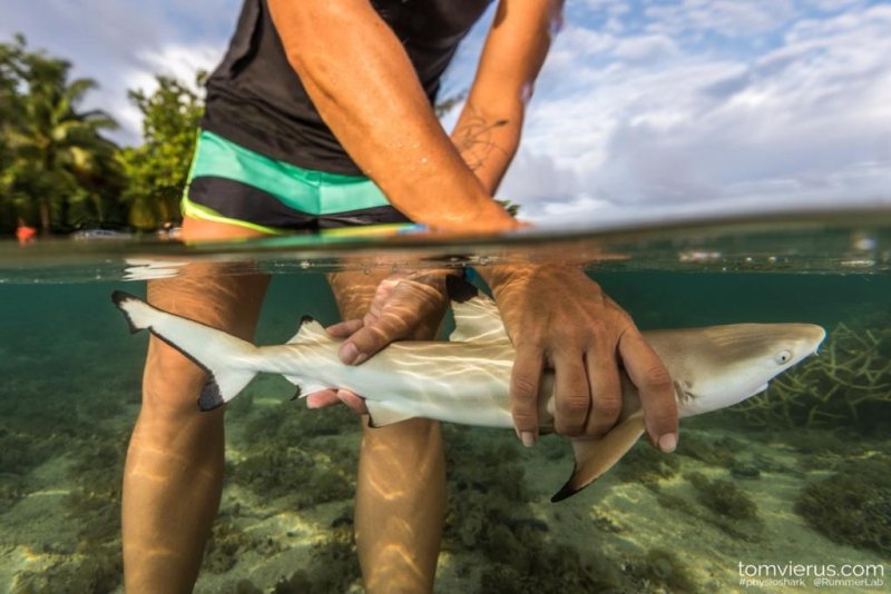 Jodie Rummer on a Moorea reef with shark (c) Tom Vierus