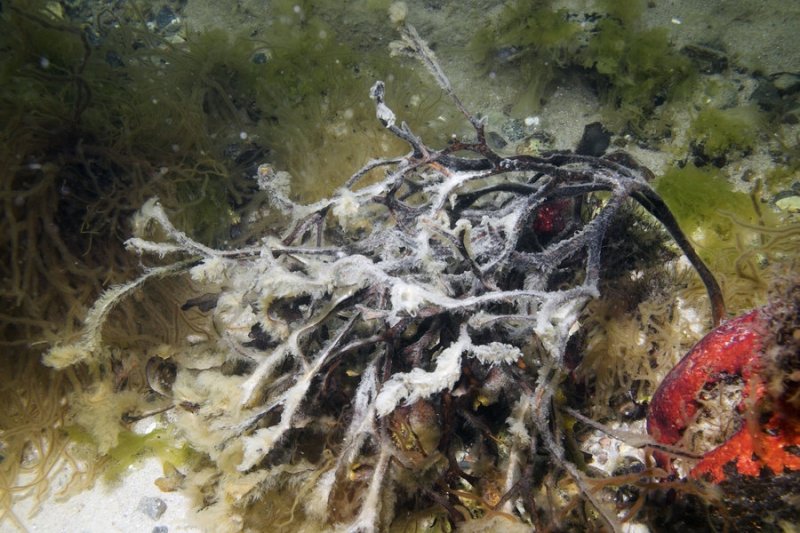 Healthy bladderwrack, (c) Uli Kunz