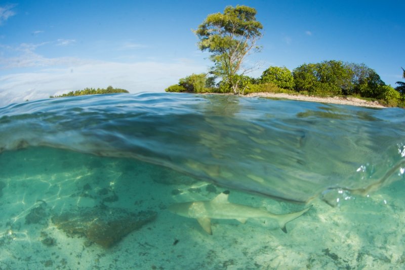 St Joseph reef (c) Ryan Daly at Save Our Seas Foundation