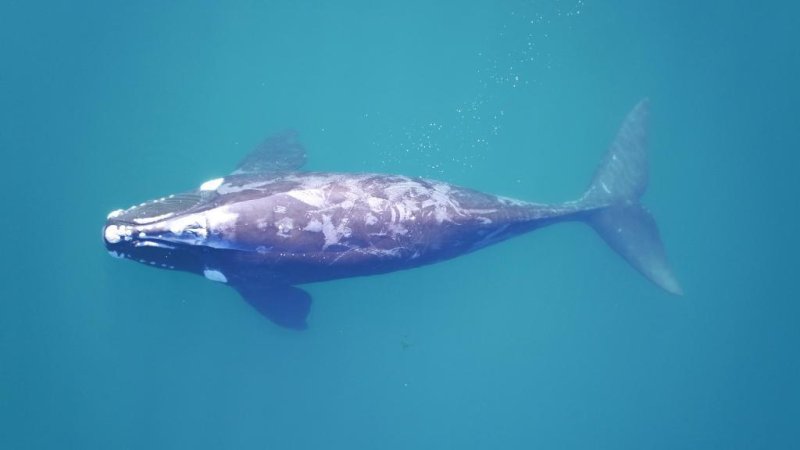 A southern right whale emerges in the clear waters off the Península Valdés coast, Photo: © Fredrik Christiansen, Aarhus Institute of Advanced Studies