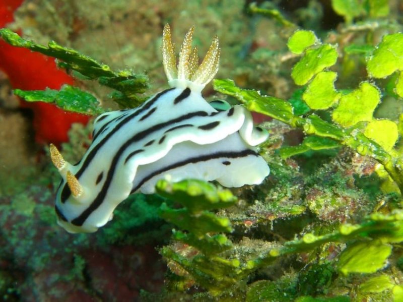 Nudibranch in Watamu Marine National Park (c) Alexander197480	/ Archive Taucher.Net
