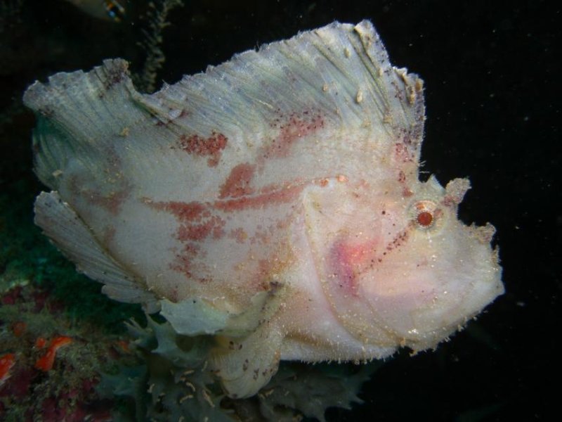 Leaf fish in the Watamu Marine National Park (c) Alexander197480	/ Archive Taucher.Net