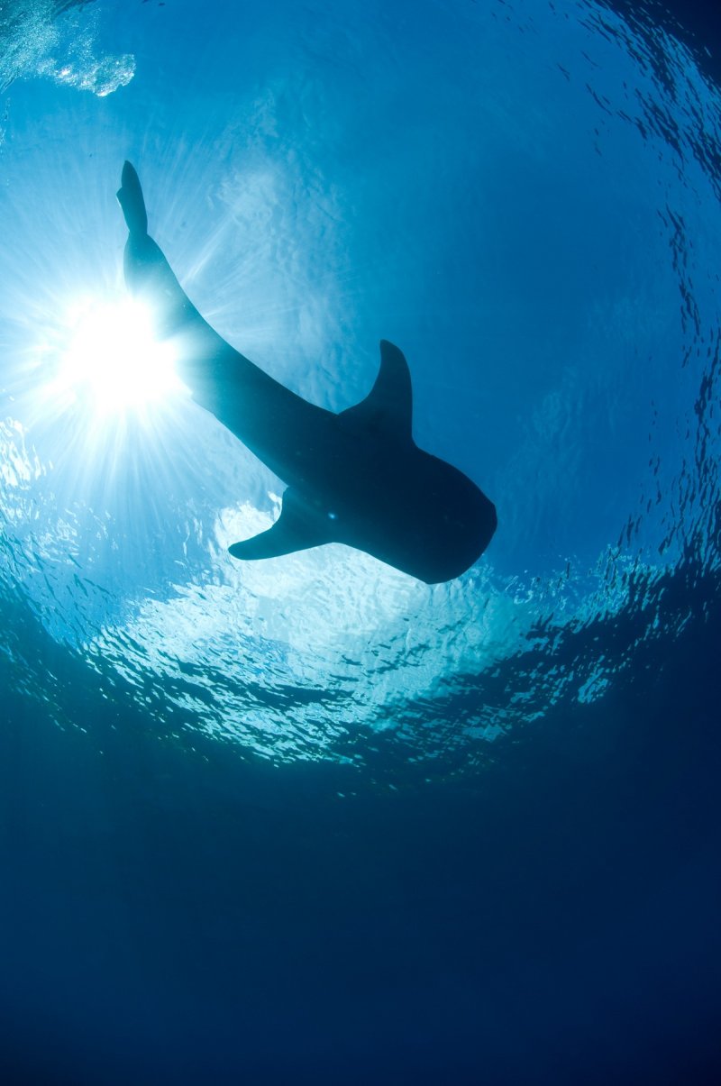 Whale shark (c) CITA