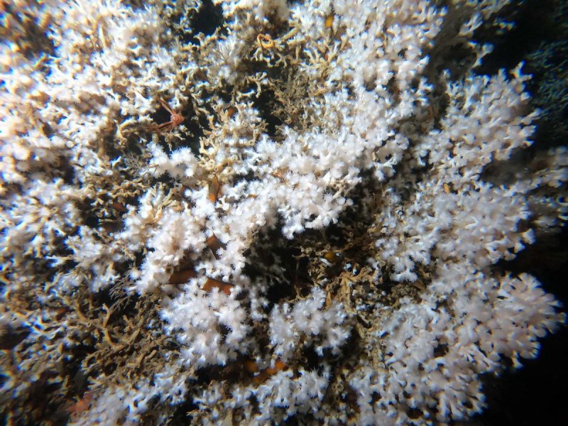 Coral reefs, consisting of the calcified skeletons of dead corals and living corals, provide a habitat for many species, Photo: © Tina Kutti / Institute of Marine Research