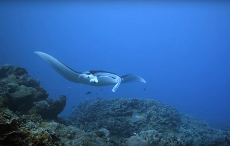 Diving Yap at Goofnuw Channel - a famous Manta Ray Cleaning Station