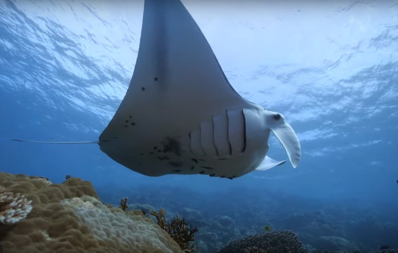 Diving Yap at Goofnuw Channel - a famous Manta Ray Cleaning Station