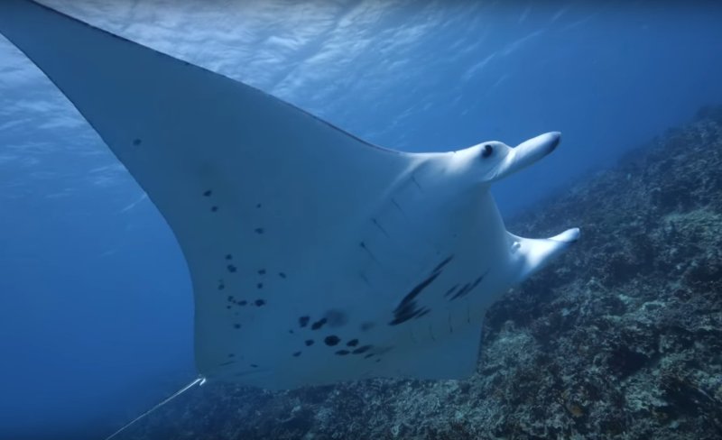Diving Yap at Goofnuw Channel - a famous Manta Ray Cleaning Station