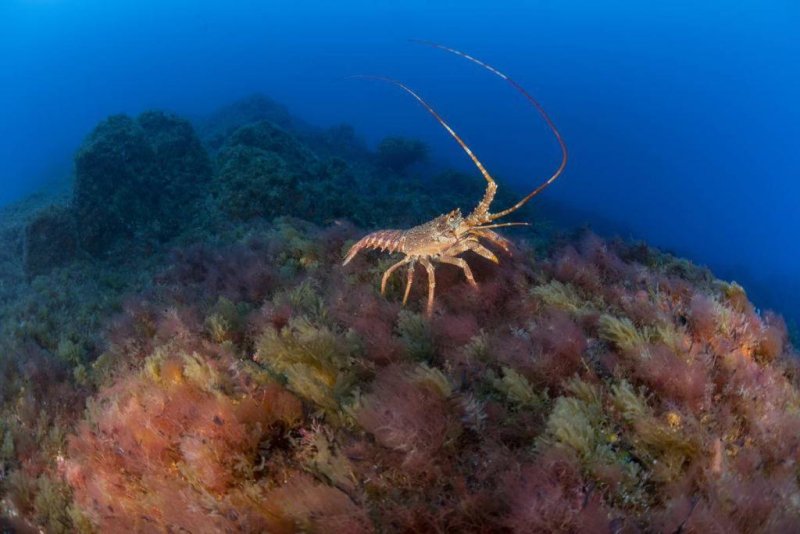 Tristan Rock Lobster on one of Mount Vema