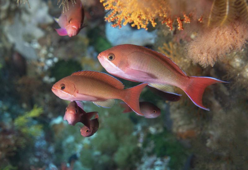 A small group of sea goldies sheltering under a coral-decorated overhang. (c) Richard Barnden, Greenpeace