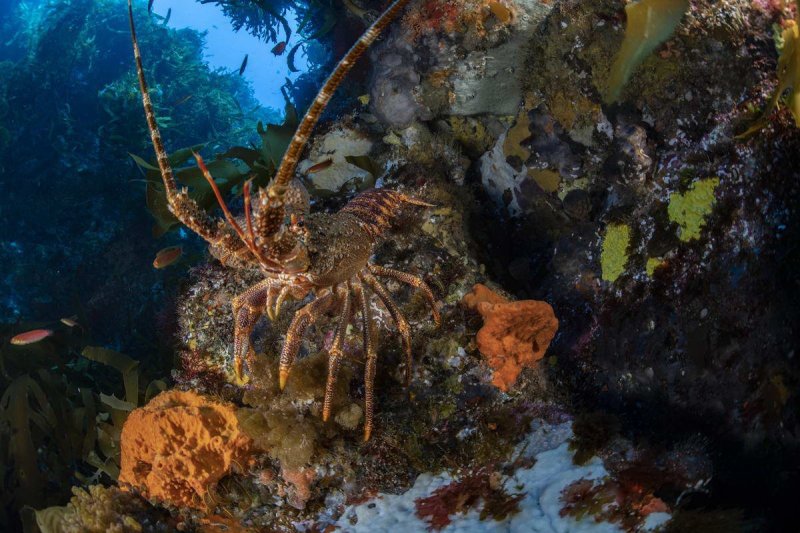 A Tristan Rock Lobster (Jasus tristani) on one of Mount Vema’s slopes. (c) Richard Barnden, Greenpeace