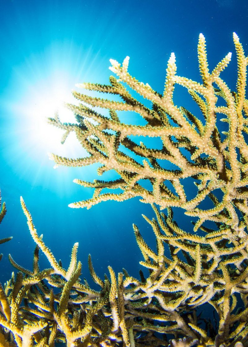 Coral in a healthy Reef (c) Prof. Peter Mumby / ARC Center of Excellence