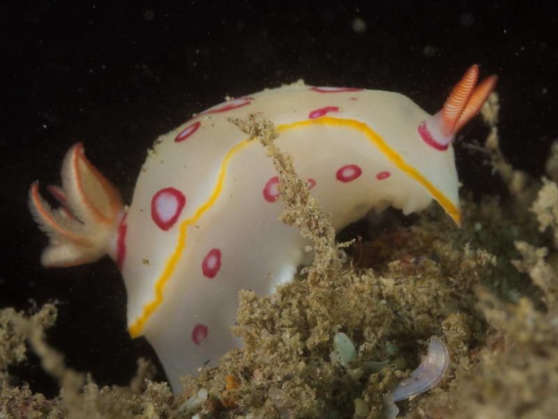 Nudibranch at the Mimosa wreck (c) John Liddiard