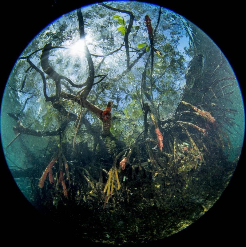 Healthy mangrove forests help reef fish (c) Prof. Peter Mumby / ARC Center of Excellence