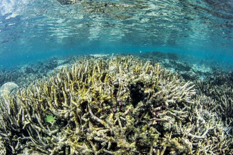 A damaged reef (c) Prof. Peter Mumby / ARC Center of Excellence