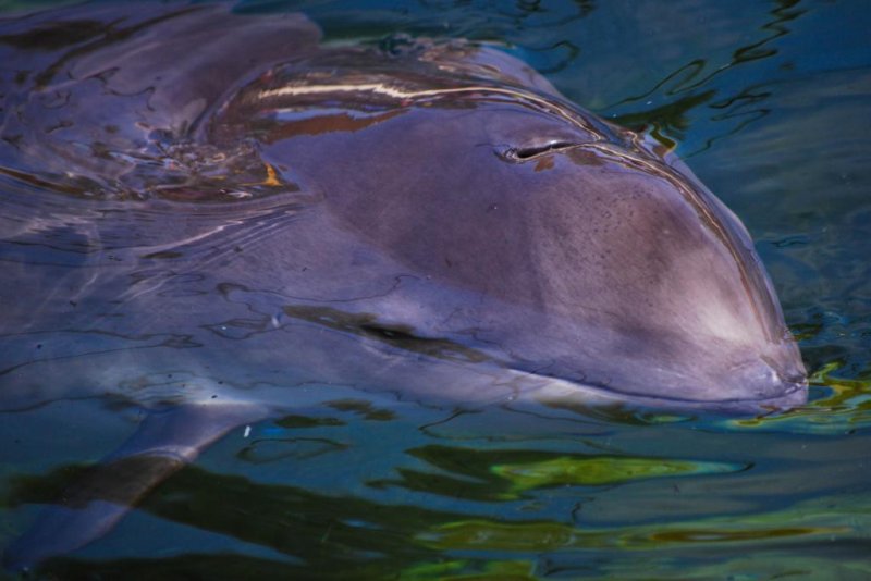 Harbour porpoise (c) Michael Daehne