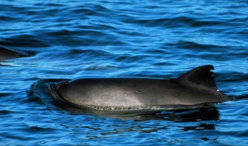 harbour porpoise (c) NOAA