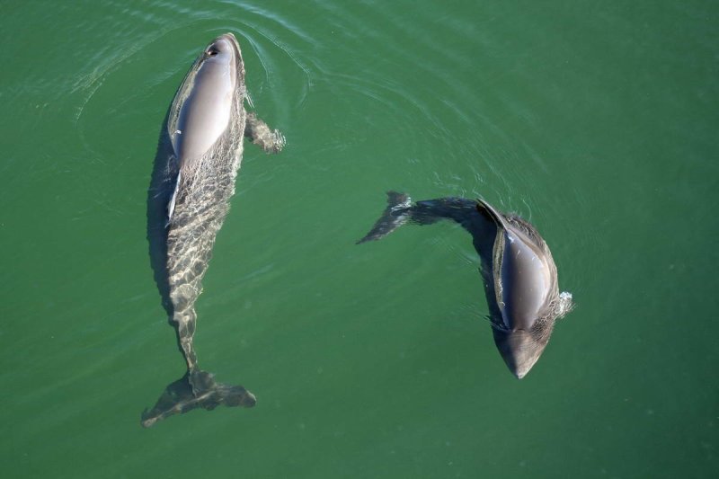 Harbour porpoise - calf and mother (c) S.Koschinski