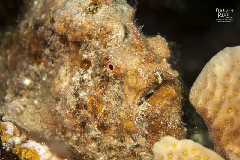 Frogfish (c) Tilo Kühnast