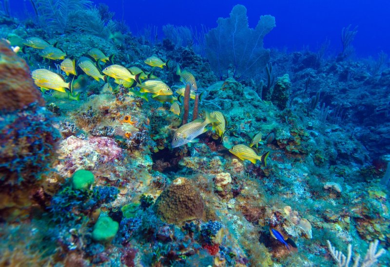 School of snappers, Cayo Largo, dive destination Cuba