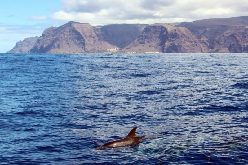 Spotted dolphin at the coast of La Gomera, (c) WDC