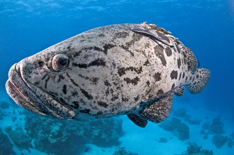 Giant Potato Cod Grouper in Cod Hole, dive destination Australia