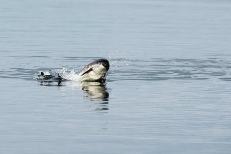 Common Porpoise (c) Charlie Phillips