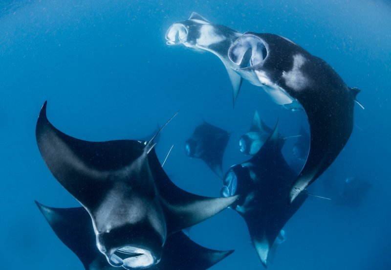 Manta Rays in the dive destination Hanifaru bay