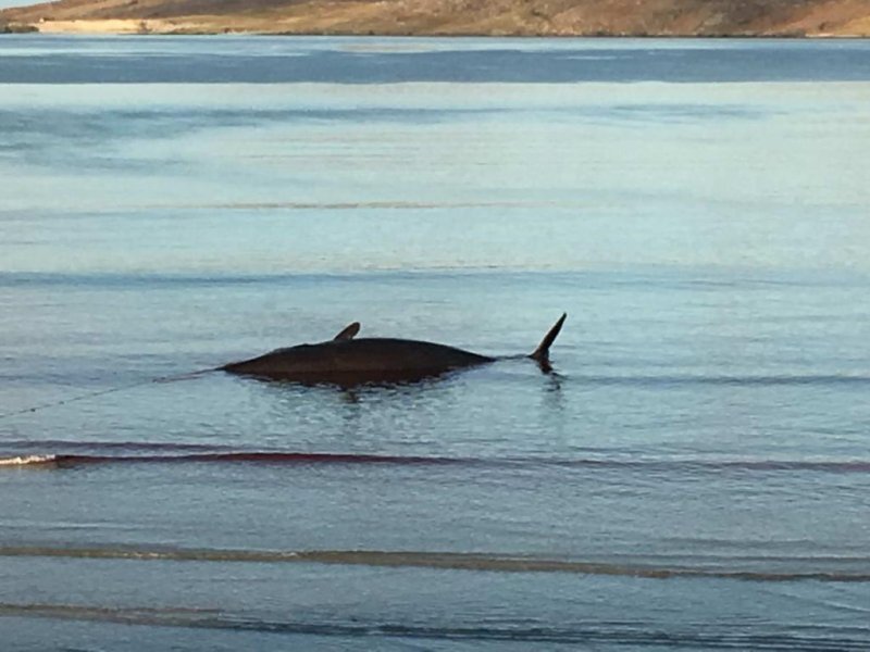 The whale as the tide recedes (c) Collin Adams