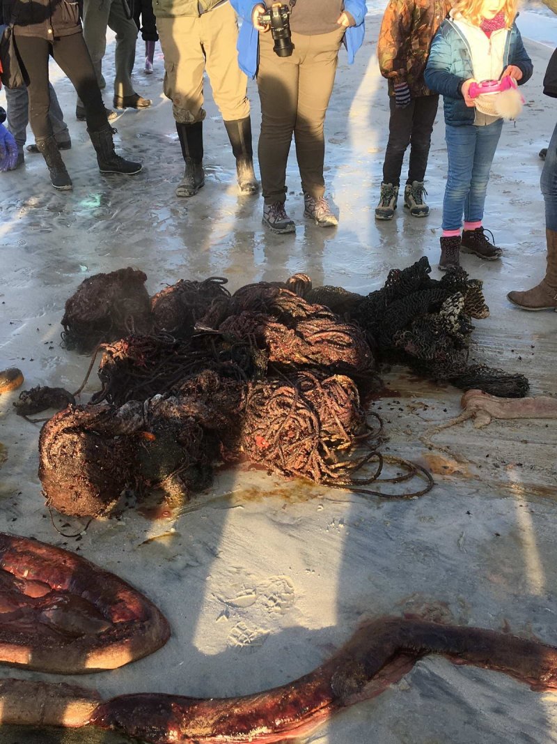 The full contents of the stomach including parts of a gill net and parts of a trawl net and rope some other plasti parts (looked like parts of the interior of a car ??) in total about 0/5 of a cubic meter in volume when crushed into a bolus (as it was in the stomach) (c) Collin Adams