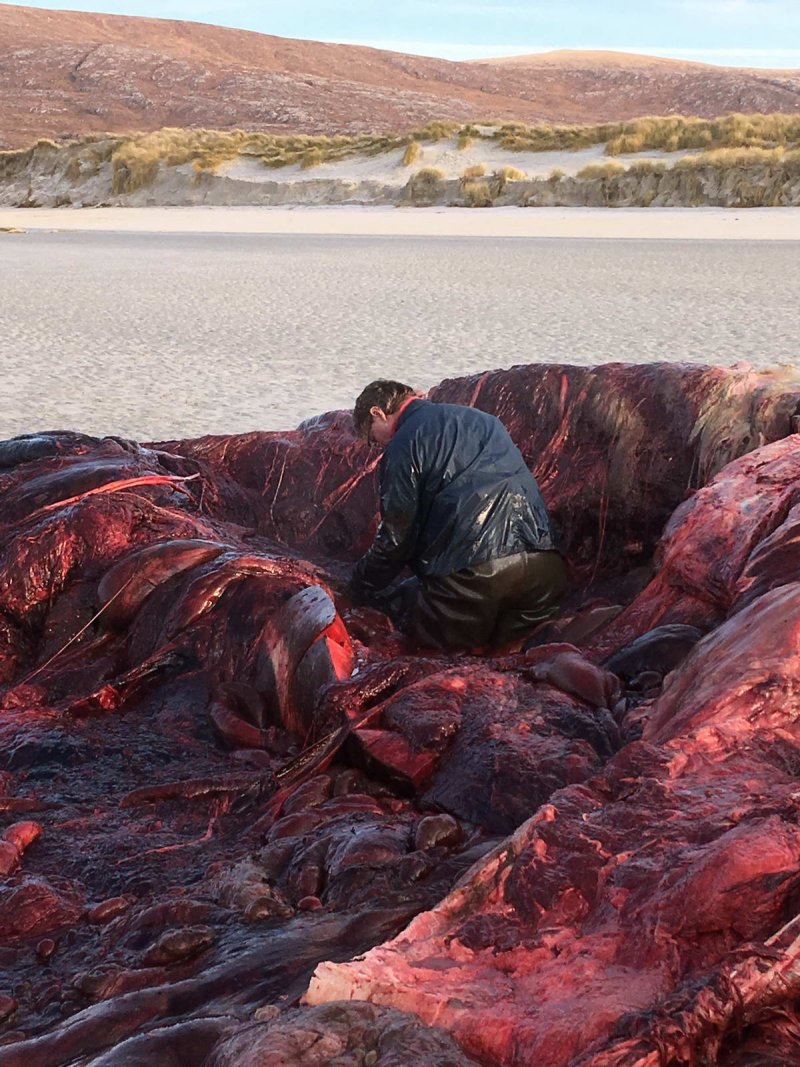 Veterinary pathologist in action (c) Collin Adams