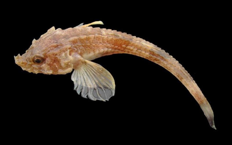 Hooknose Agonus cataphractus (c) Hans Hillewaert