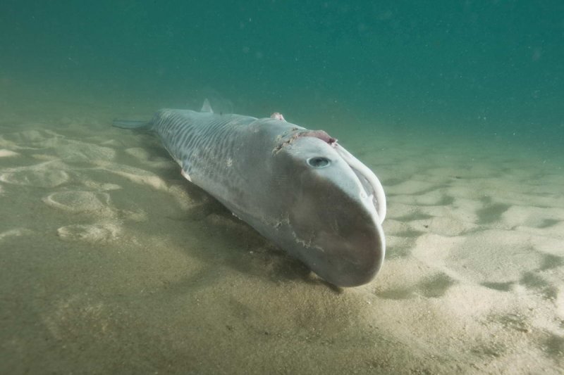 The sharks choke since without movement their gills are not able to extract oxygen from the water