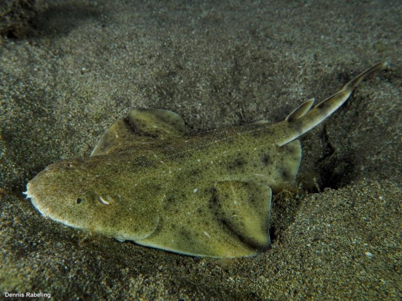 Angel Shark - Dennis Rabeling