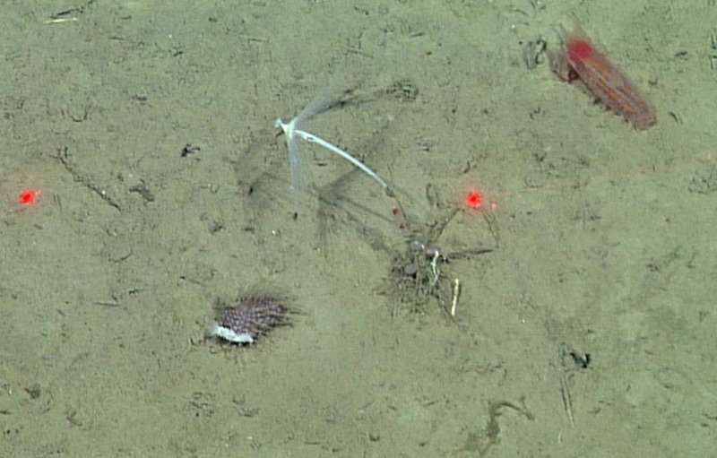 The carnivorous sputnik sponge, Cladorhiza kensmithi, retracts its parasol-like filaments when it has caught its prey. (c) 2015 MBARI