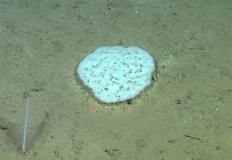 This "spotted biscuit sponge," Docosaccus maculatus, moved in and out of the field of view of a seafloor camera over several months. (c) 2015 MBARI