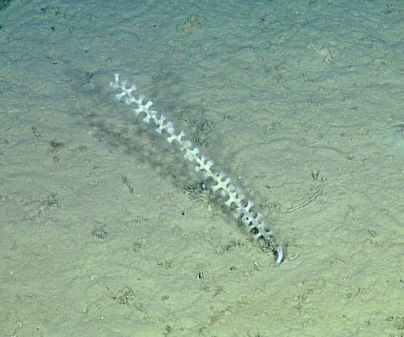Epizoanthus stellaris looks a lot like a daisy chain, but is actually a colony of small, pale anemones that often colonize the stalks of sponges. Time-lapse images show the anemones extending and retracting their small rings of tentacles. (c) 2015 MBARI
