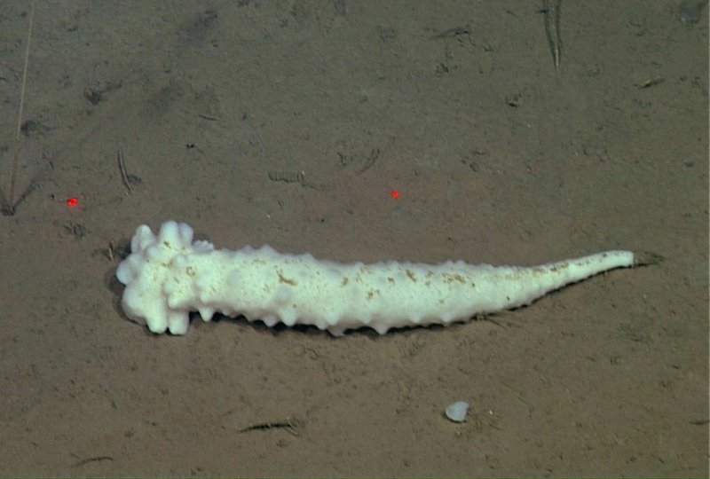 Pushed by currents, this trumpet sponge in the genus Hexactinellida, rolls across the muddy seafloor. (c) 2015 MBARI