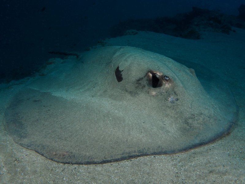 Huge Stingray at Playa Grande Reef - Dennis Rabeling