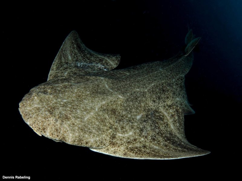 Angel Shark - Dennis Rabeling