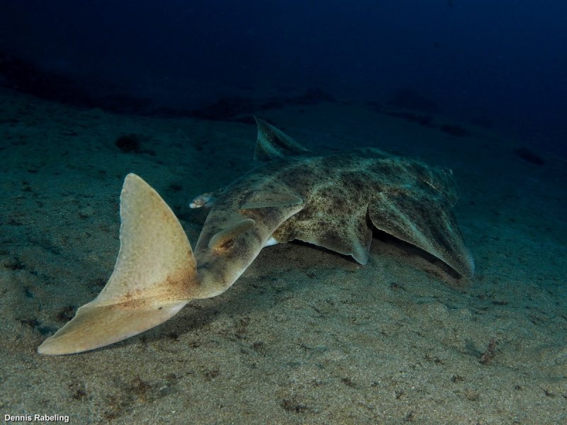 Angel Shark - Dennis Rabeling