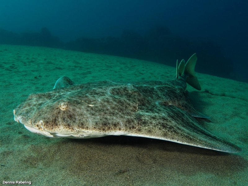 Angel Shark - Dennis Rabeling