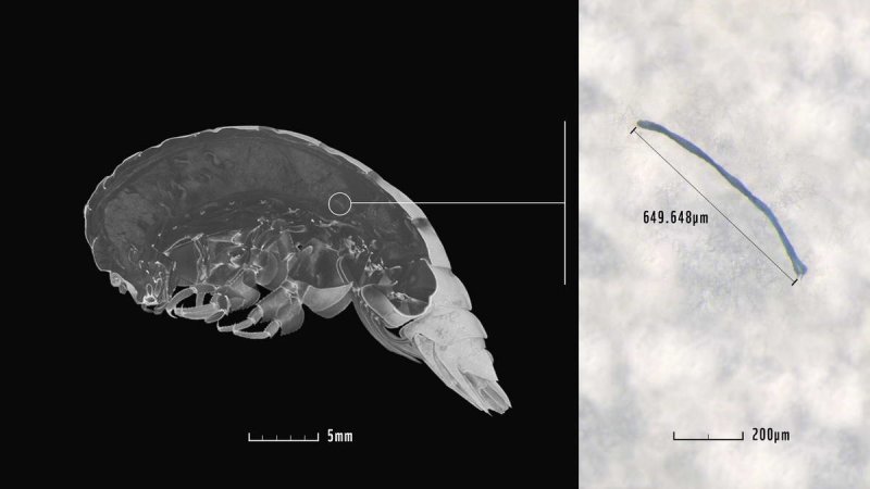 Eurythenes plasticus (c) WWF Deutschland