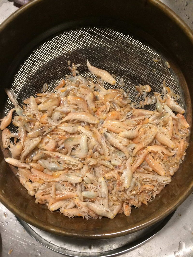 Eurythenes plasticus (c) WWF Deutschland